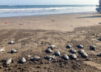 Konservasi Penyu oleh Para Mantan Pemburu