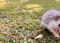 A Care Guide & Fun Facts of Four-Toed Hedgehogs