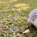 A Care Guide & Fun Facts of Four-Toed Hedgehogs