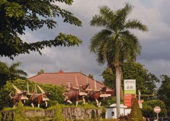 Sampi Gerumbungan di Buleleng, Bedanya dengan Mekepung Jembrana