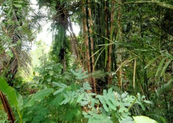 Babak Baru Program Asuh Kayuan di Pedawa