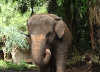 Molly, Gajah Betina di Bali Zoo ini Terseret Arus Sungai Hampir 3 Km