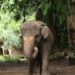 Molly, Gajah Betina di Bali Zoo ini Terseret Arus Sungai Hampir 3 Km