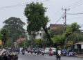 Waspada Pohon Tumbang, Rawat Pohon Secara Rutin