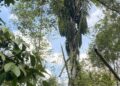 Pohon Aren di Desa Pedawa Mulai Punah, Ancaman Serius Bagi Budaya Pedawa
