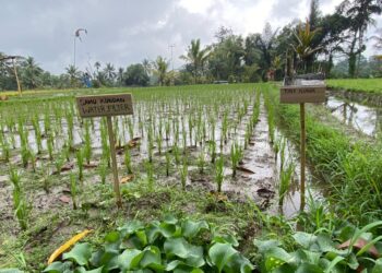 Transformasi Digital dan Jejak Ritual di Subak Kedisan Kaja