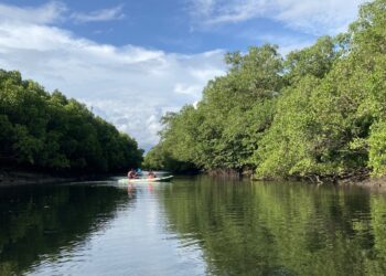 Rekomendasi Wisata Kano di Mangrove Tepi Kota Denpasar