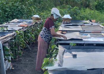 Garis Laut Mendekat, Garam Kusamba Terancam Punah