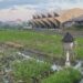 Subak yang Tersisa di Canggu