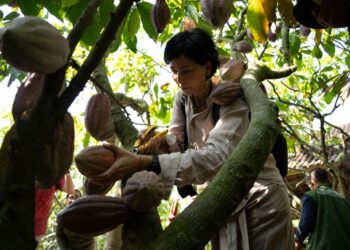 Ratusan Petani Kakao Jembrana Mampu Mengolah Biji agar jadi Cokelat Premium