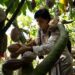 Ratusan Petani Kakao Jembrana Mampu Mengolah Biji agar jadi Cokelat Premium