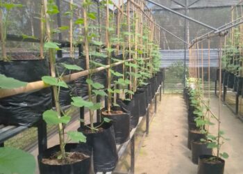 Kebun Melon di Kaki Gunung Agung