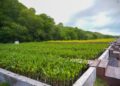 Setelah 15.000 Mangrove Ditanam, Apakah bisa Hidup dan Mengganti yang Mati?