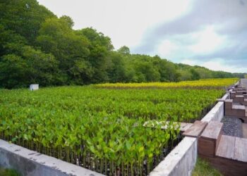 Setelah 15.000 Mangrove Ditanam, Apakah bisa Hidup dan Mengganti yang Mati?