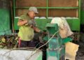 Pengelolaan Sampah Organik Berbasis Sumber di SMA Negeri 1 Bebandem